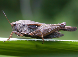 Black-sided Pygmy Grasshopper